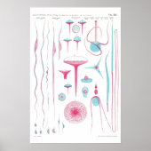 Vintage Illustration Poster (Voorkant)