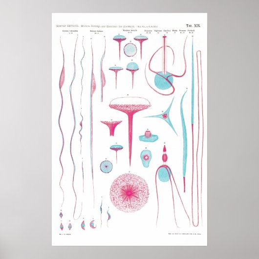 Vintage Illustration Poster (Voorkant)