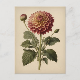 Vintage Ilustration of a Dahlia  Briefkaart