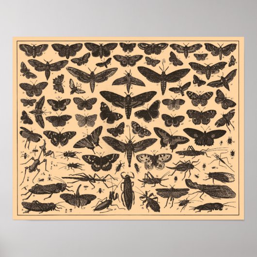 Vintage Insects Poster (Voorkant)