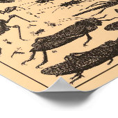 Vintage Insects Poster (Hoek)