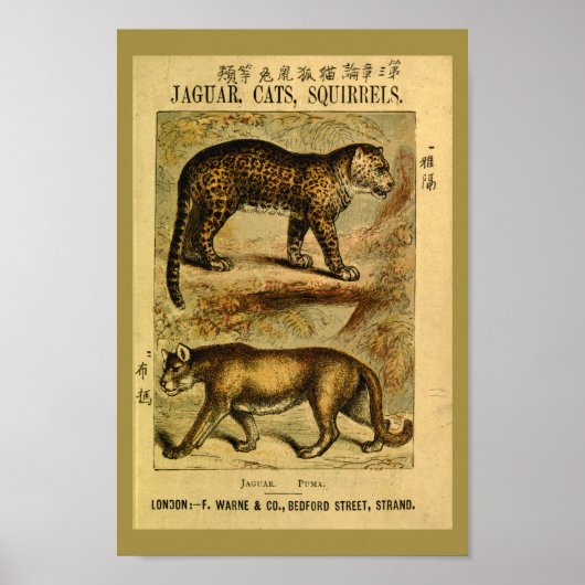 Vintage Jaguar Puma Cat Natural History Print (Voorkant)