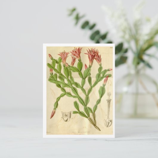 Vintage kerstcactus Briefkaart reizen (Staand voorkant)