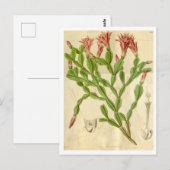 Vintage kerstcactus Briefkaart reizen (Voorkant / Achterkant)