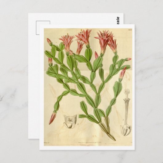Vintage kerstcactus Briefkaart reizen (Voorkant / Achterkant)