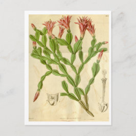 Vintage kerstcactus Briefkaart reizen