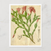 Vintage kerstcactus Briefkaart reizen (Voorkant)