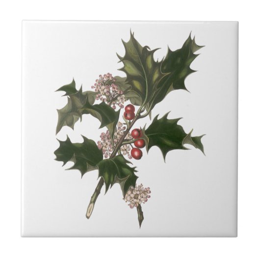 Vintage Kerstmis, Green Holly Plant met Berries Tegeltje (Voorkant)