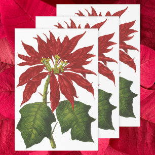 Vintage Kerstmis, Red Poinsettia Winter Plant Inpakpapier Vel
