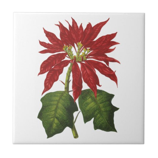 Vintage Kerstmis, Red Poinsettia Winter Plant Tegeltje (Voorkant)