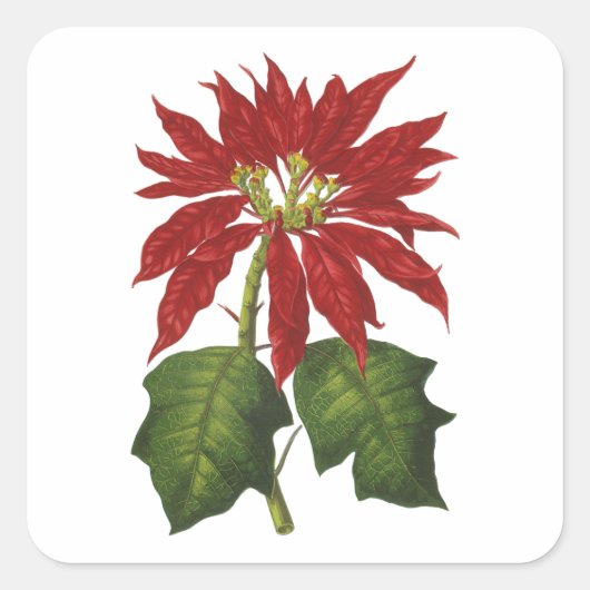 Vintage Kerstmis, Red Poinsettia Winter Plant Vierkante Sticker (Voorkant)