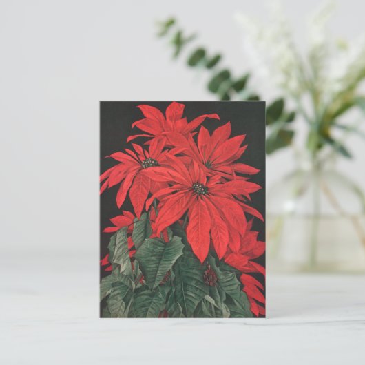 Vintage kerstrode Planten bloemen Briefkaart (Staand voorkant)