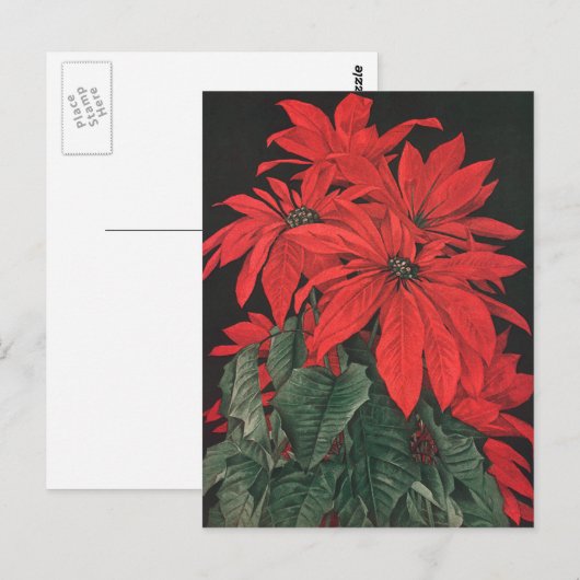 Vintage kerstrode Planten bloemen Briefkaart (Voorkant / Achterkant)