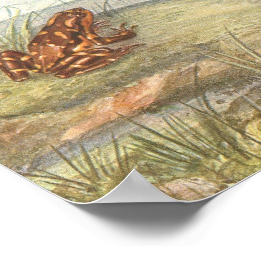 Vintage Kikkeranatomie-Poster Poster (Hoek)