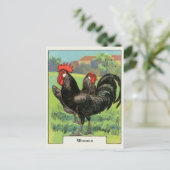 Vintage Kip Minorca Briefkaart (Staand voorkant)