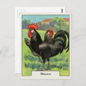 Vintage Kip Minorca Briefkaart (Voorkant / Achterkant)