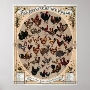 Vintage Kippenrassenposter Poster