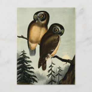 Vintage Kirtlands Owl Briefkaart