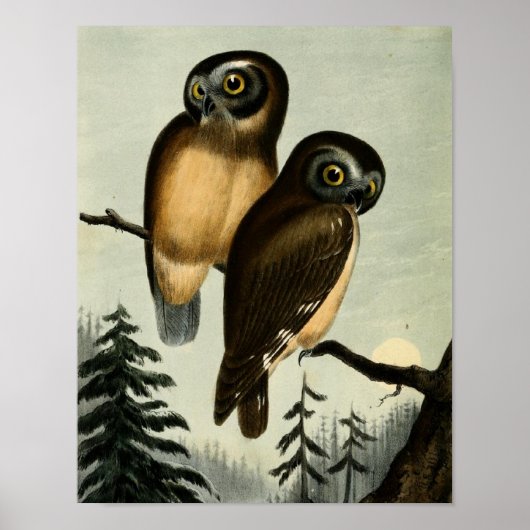 Vintage Kirtlands Owl Poster (Voorkant)