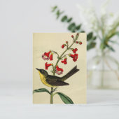 Vintage Kirtlands Warbler Bird Briefkaart (Staand voorkant)