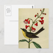 Vintage Kirtlands Warbler Bird Briefkaart (Voorkant / Achterkant)