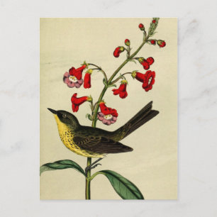 Vintage Kirtlands Warbler Bird Briefkaart