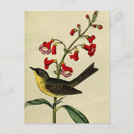 Vintage Kirtlands Warbler Bird Briefkaart (Voorkant)