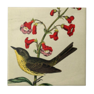 Vintage Kirtlands Warbler Bird Tegeltje