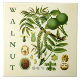 Vintage Kitchen Art: Walnut Nut Tree Leaves Tegeltje