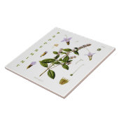 Vintage Kitchen: Peppermint mint plant flowers Tegeltje (Zijkant)