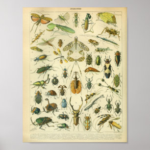 Vintage kleur insecten kunst Print
Poster