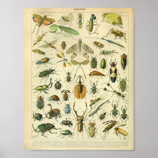 Vintage kleur insecten kunst Print
 Poster (Voorkant)