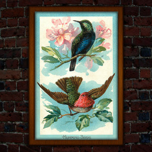 Vintage Kolibries 1917 Tropische Kunst Poster