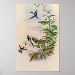 Vintage kolibries door John Gould Poster