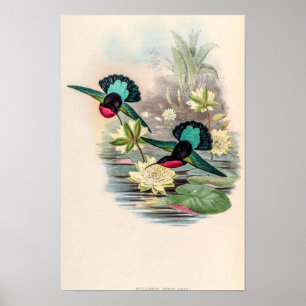 Vintage kolibries door John Gould Poster