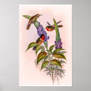 Vintage kolibries door John Gould Poster