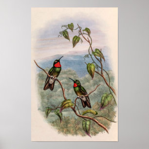 Vintage kolibries door John Gould Poster