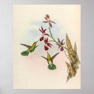 Vintage Kolibries door John Gould Poster