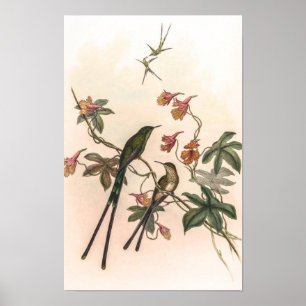 Vintage Kolibries door John Gould Poster
