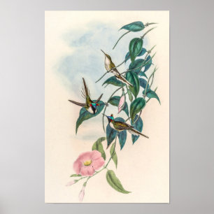 Vintage kolibries door John Gould Poster