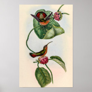 Vintage Kolibries door John Gould Poster