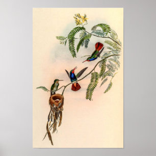 Vintage Kolibries door John Gould Poster