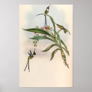 Vintage Kolibries door John Gould Poster
