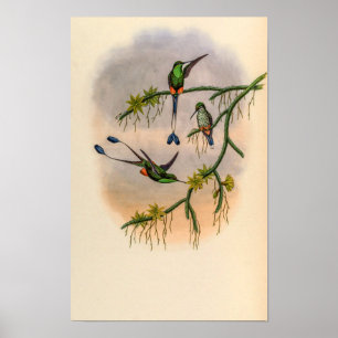 Vintage kolibries door John Gould Poster
