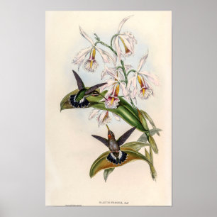 Vintage Kolibries door John Gould Poster