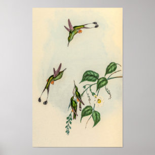 Vintage kolibries door John Gould Poster