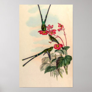 Vintage Kolibries door John Gould Poster
