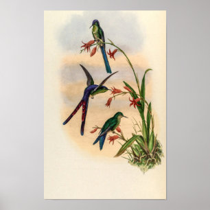 Vintage Kolibries door John Gould Poster