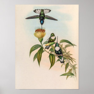 Vintage kolibries door John Gould Poster