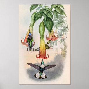 Vintage kolibries door John Gould Poster